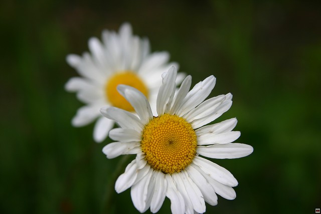 img00002.jpg